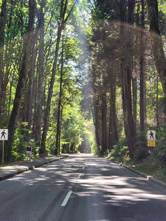 tree-lined street